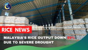 Malaysia's rice output down 50% due to severe drought