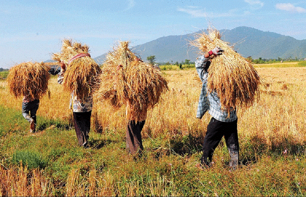 Malaysia's rice output down 50% due to severe drought