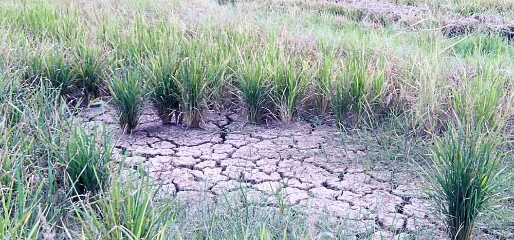 Malaysia's rice output down 50% due to severe drought