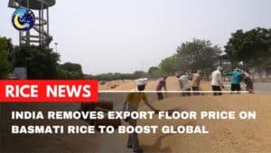 India Removes Export Floor Price on Basmati Rice to Boost Global Competitiveness