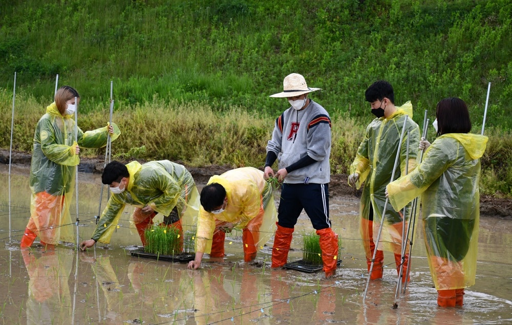 Korean rice prices fall, farmers turn their backs on rice cultivation