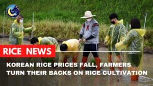 Korean rice prices fall, farmers turn their backs on rice cultivation