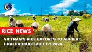 Vietnam's rice exports have surged in 2024, with projections reaching a record-breaking 8 million tonnes. The outlook through 2024 is huge