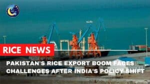 Pakistan's Rice Export Boom Faces Challenges After India's Policy Shift