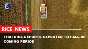 Thai rice exports expected to fall in coming period