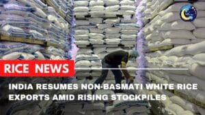 India Resumes Non-Basmati White Rice Exports Amid Rising Stockpiles