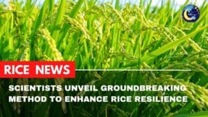 Scientists Unveil Groundbreaking Method to Enhance Rice Resilience and Yield