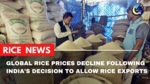 Global Rice Prices Decline Following India's Decision to Allow White Rice Exports