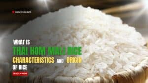 What is Thai Hom Mali Rice Characteristics and dishes of rice